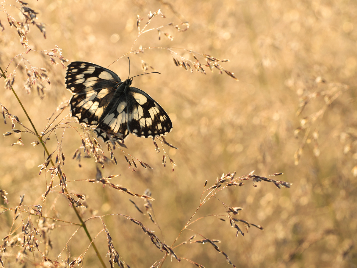 Marbled White wideangle 5